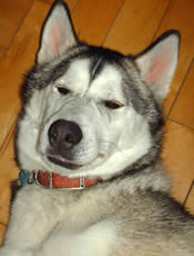 Husky sib�rien