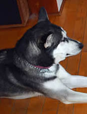 Husky sib�rien
